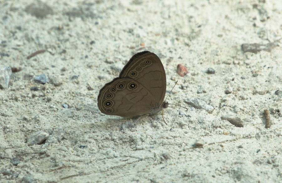 appalachian brown