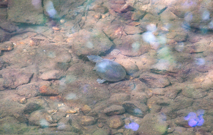 striped mud turtle