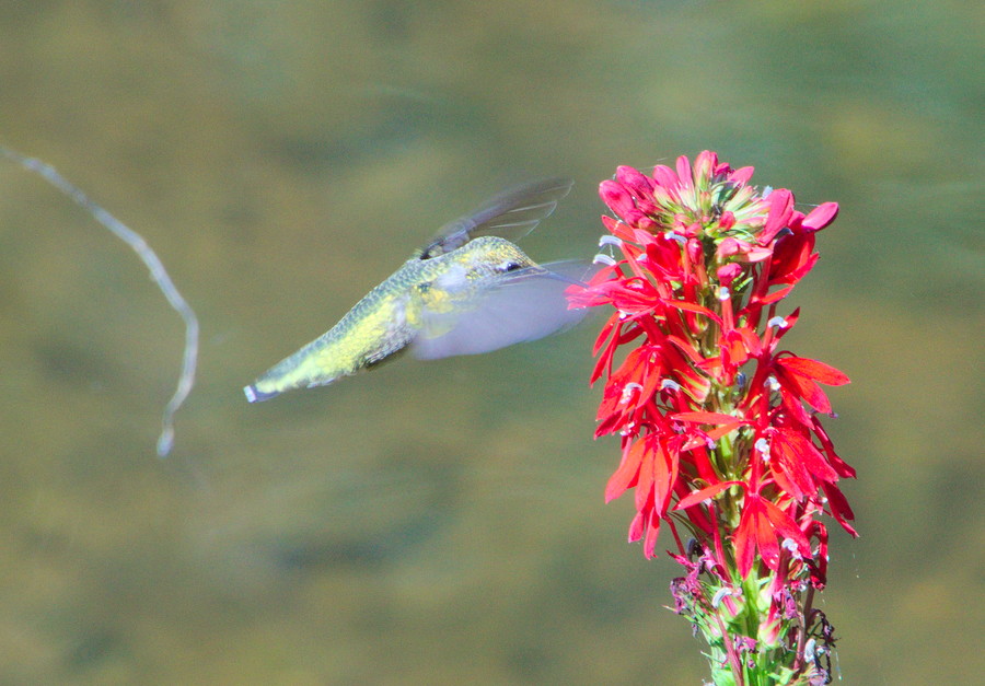 hummingbird