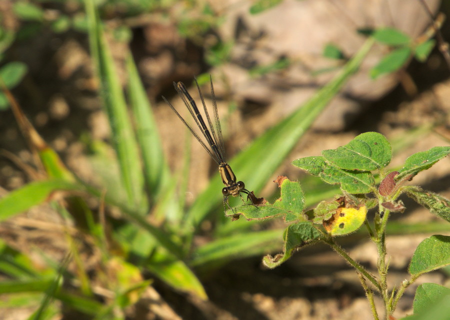 damselfly