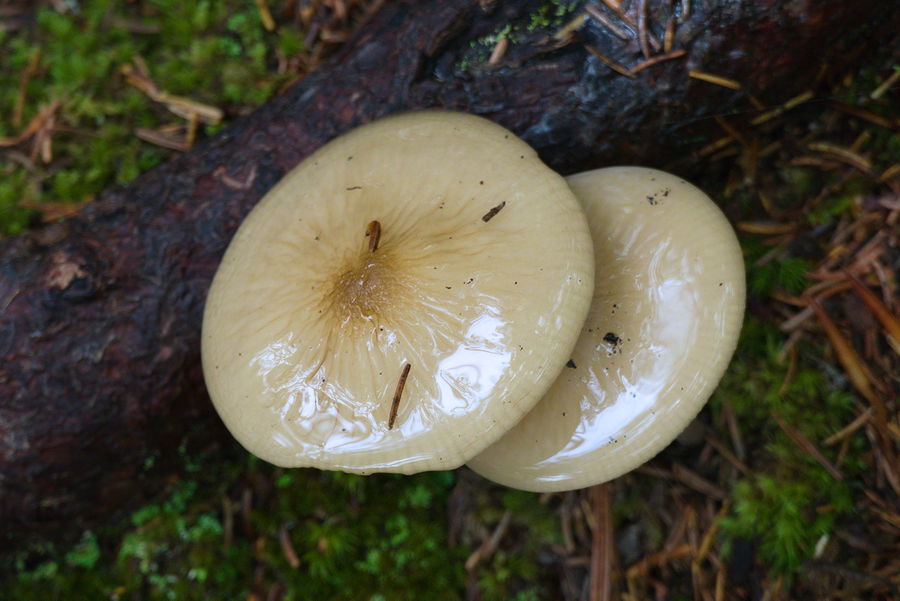 wet mushrooms