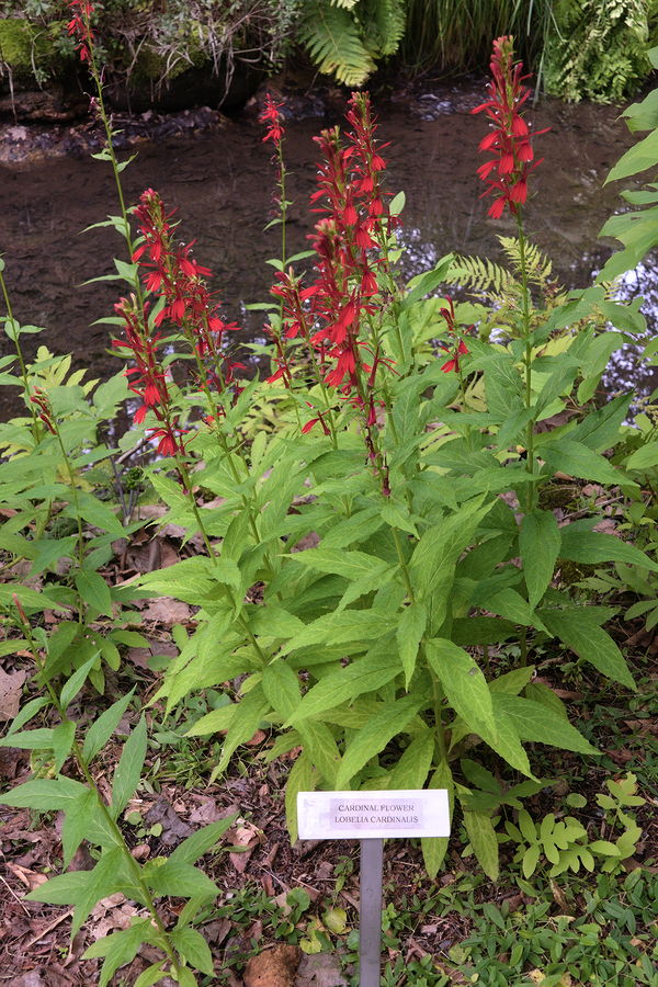 cardinal flower