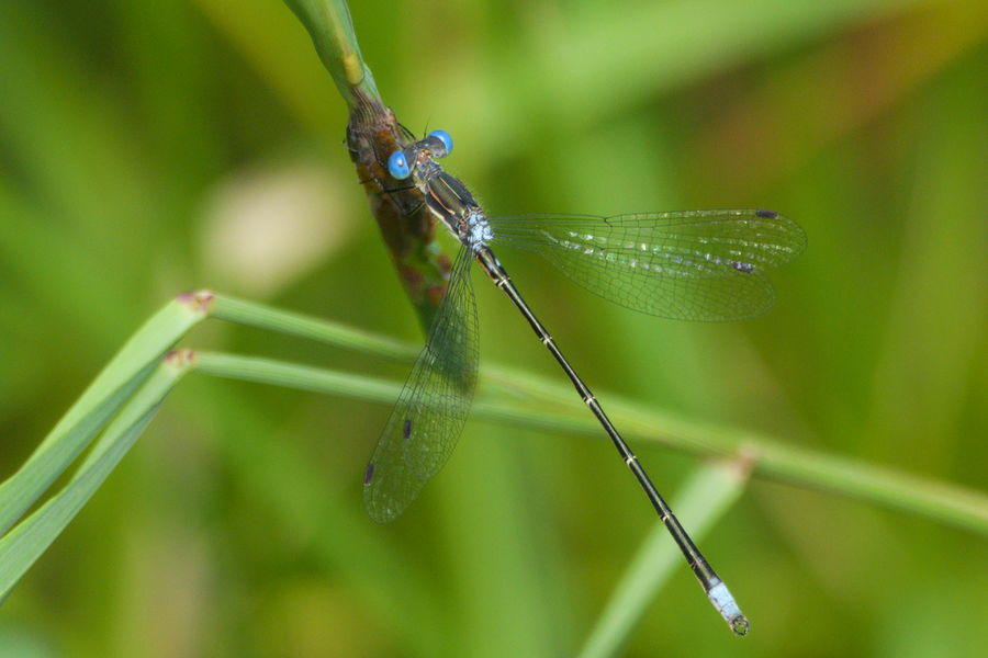 damselfly