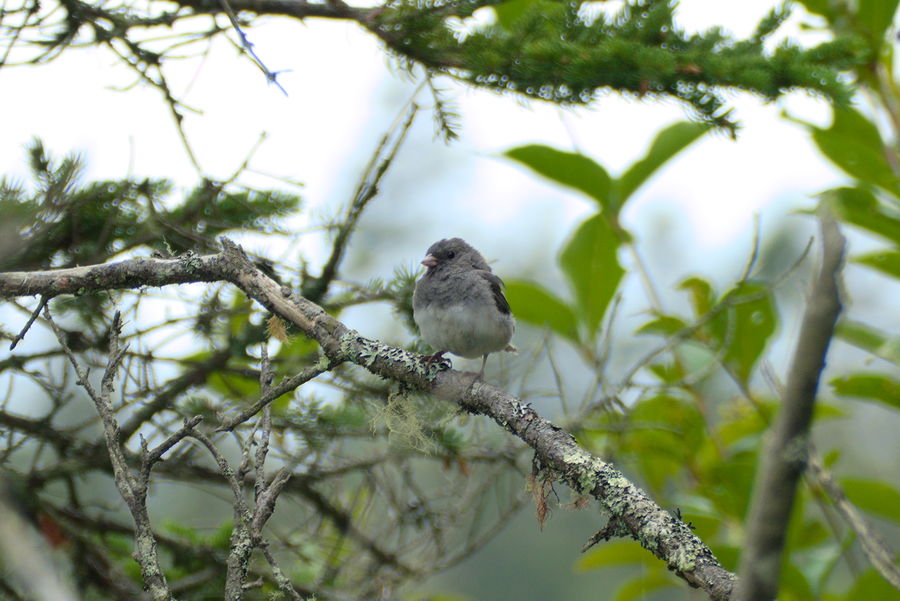 fluffy bird