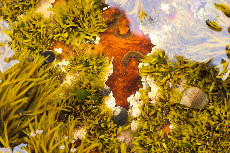 tidepool