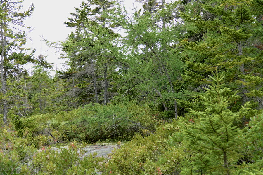 spruce larch woodland