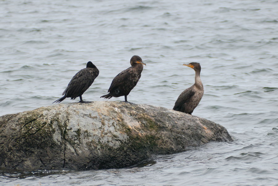 cormorants