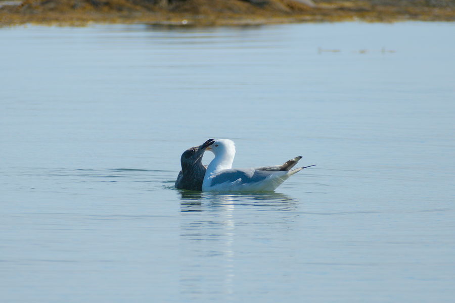 herring gulls