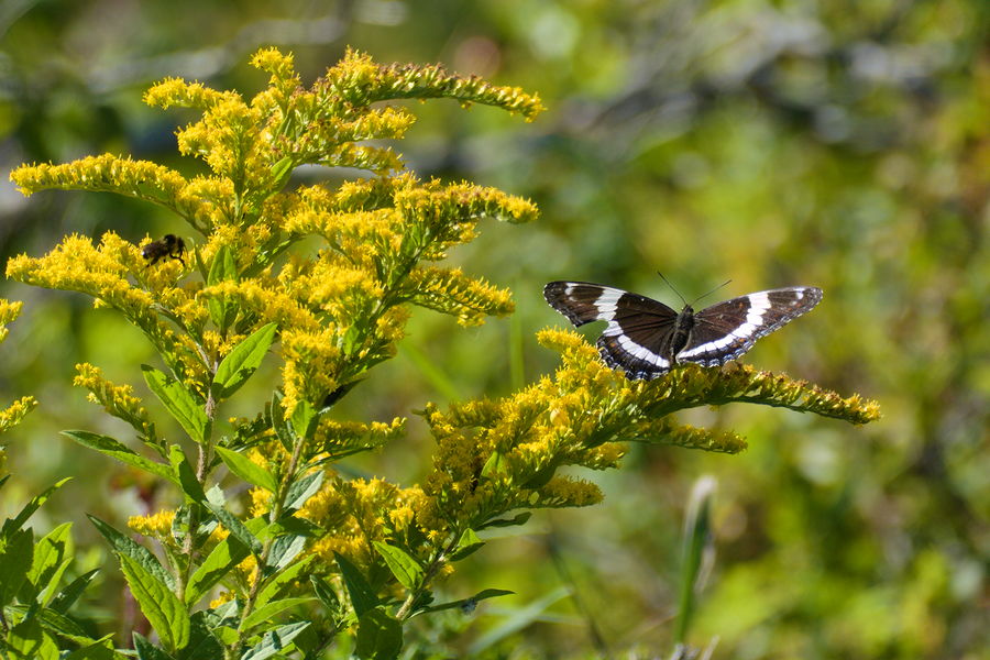 white admiral