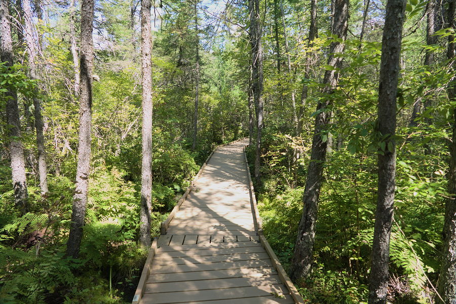 Station 2 - Conifer Wooded Fen