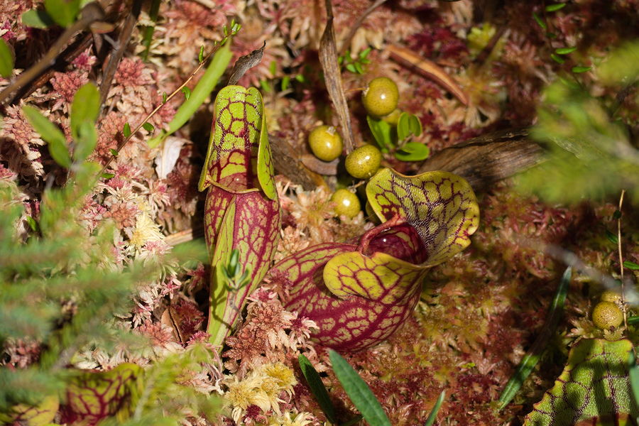 pitcher plants