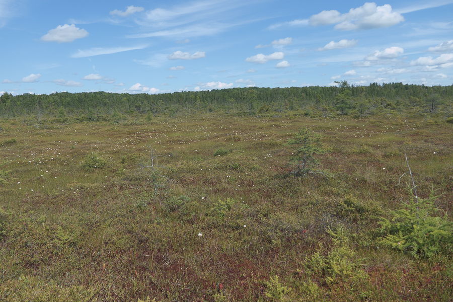 Station 5 - Moss Lawns and Wooded Shrub Heath Hummocks