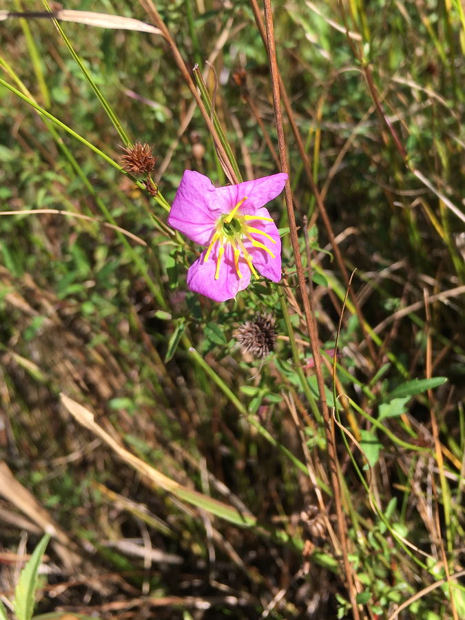 pale meadow beauty