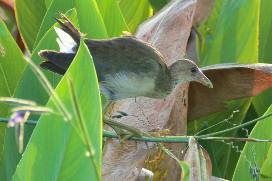 juvenile purple gallinule