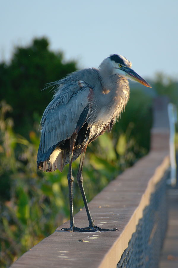 dishevelled great blue heron