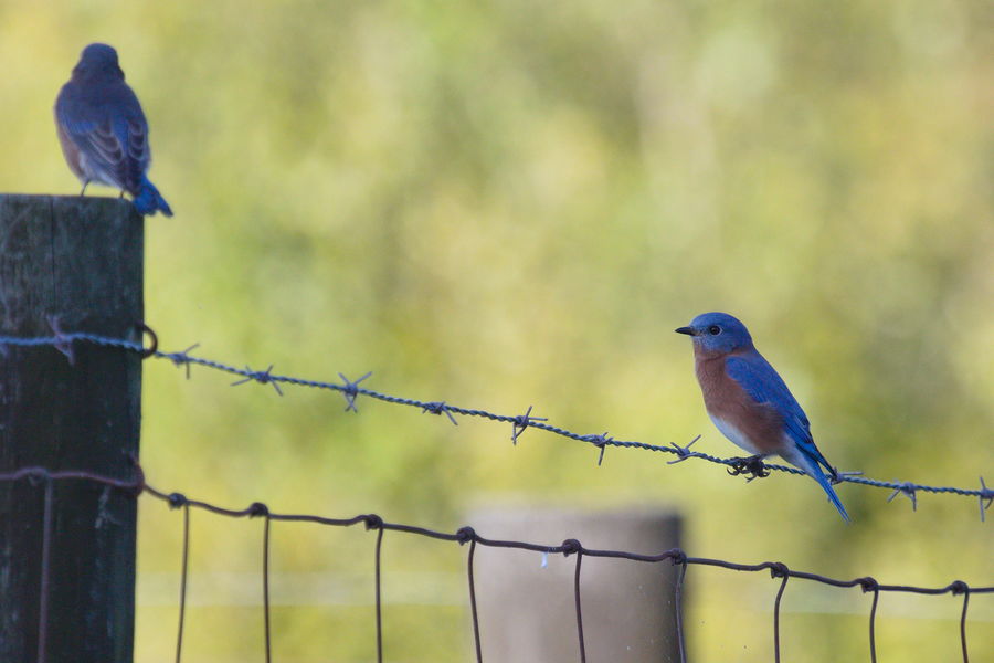 bluebirds