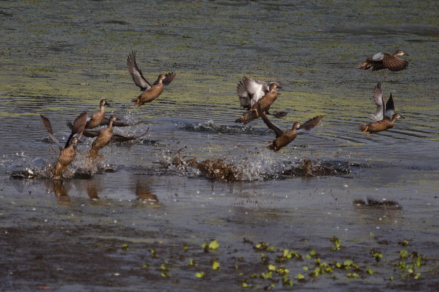 ducks taking flight