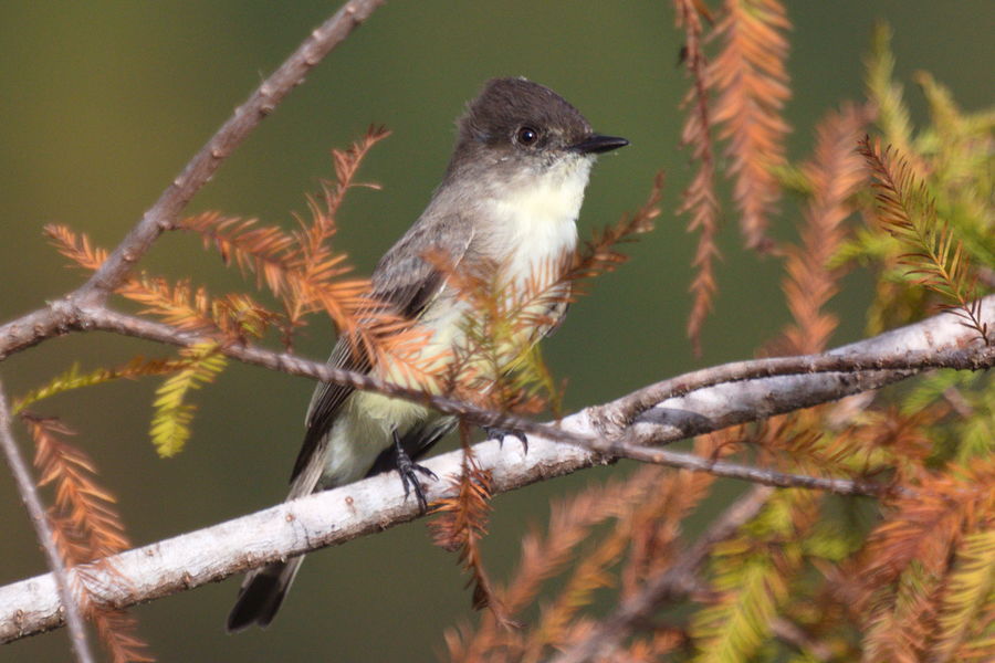 eastern phoebe