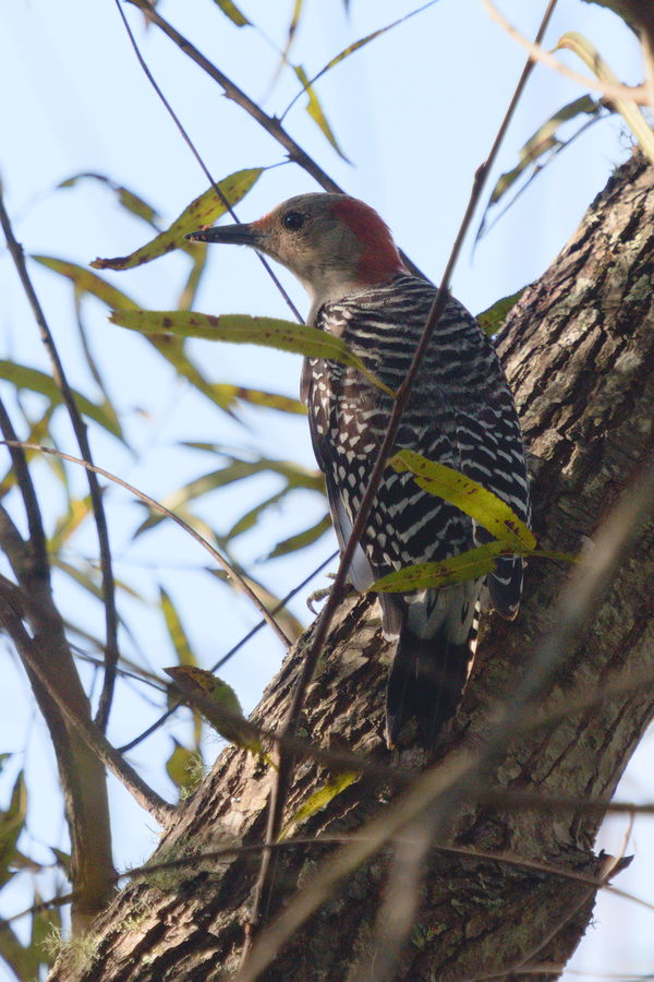 female red bellied woodpecker