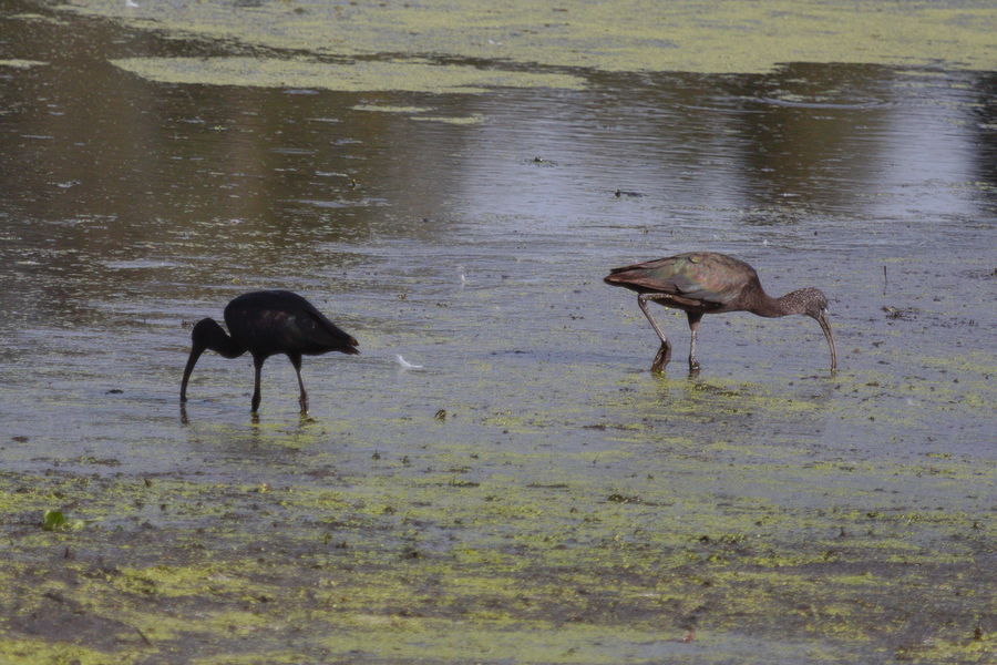 glossy ibis