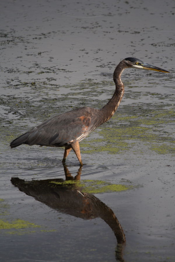 great blue heron