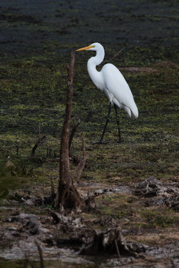 great white egret