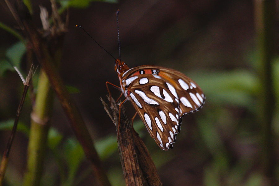 gulf fritillary