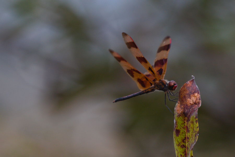 halloween pennant