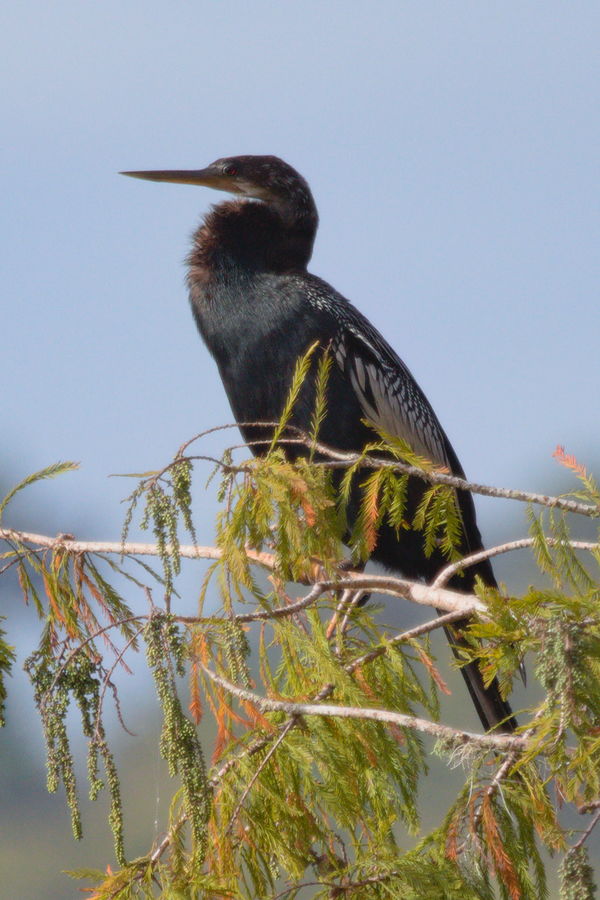 male anhinga