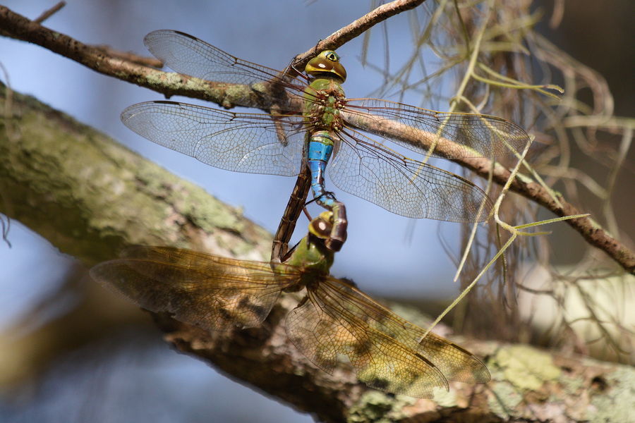 mating common green darners