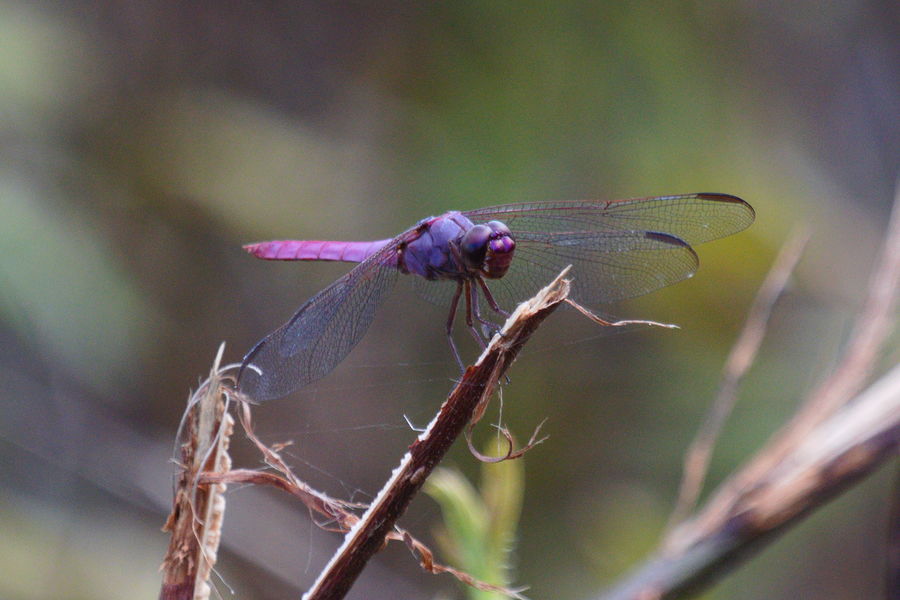 roseate skimmer