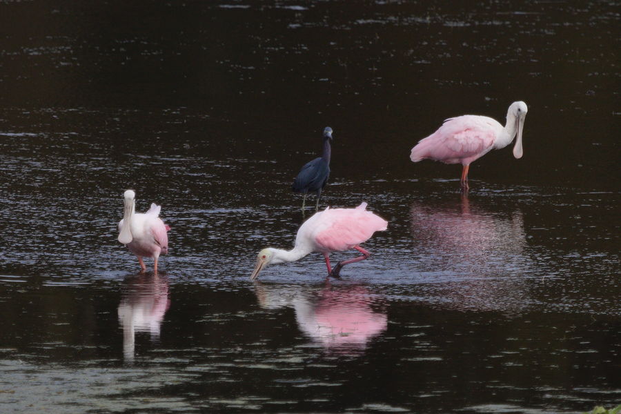 roseate spoonbills and little blue heron