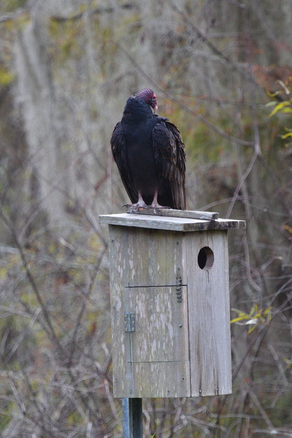 turkey vulture