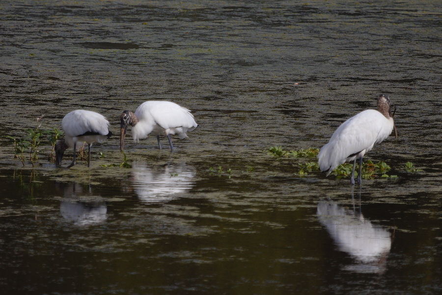 wood storks