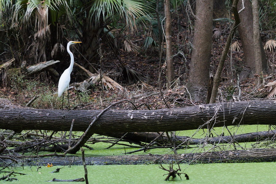 great egret over sink 