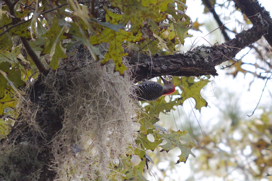 red-bellied woodpecker