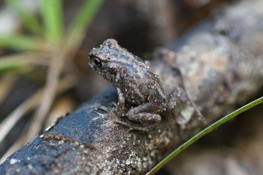 toad