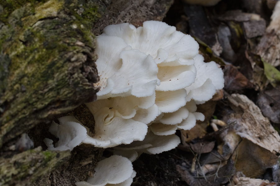 white fungi