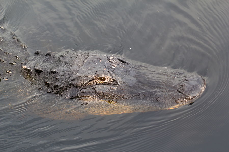 alligator