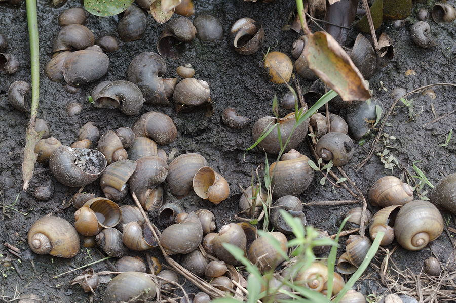 apple snail shells