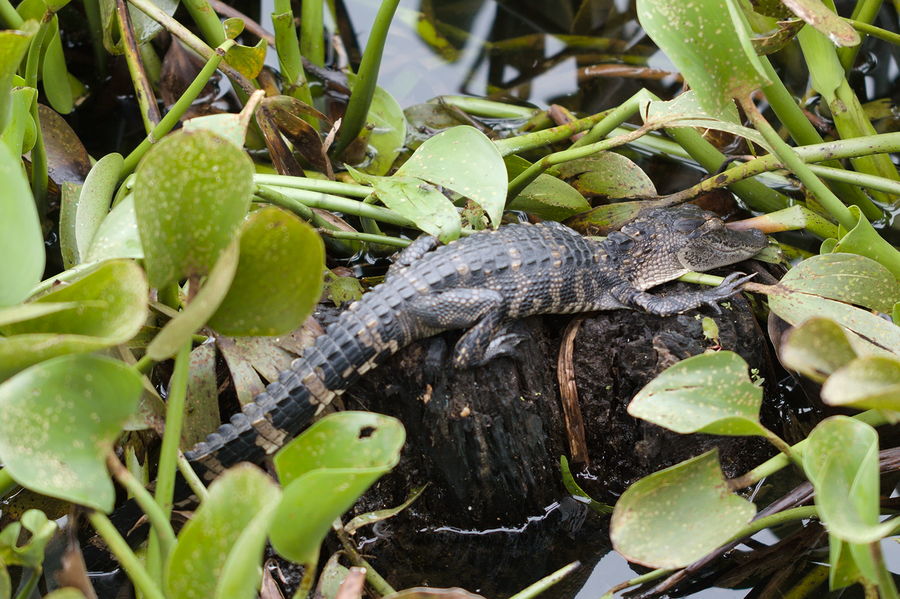 baby alligator