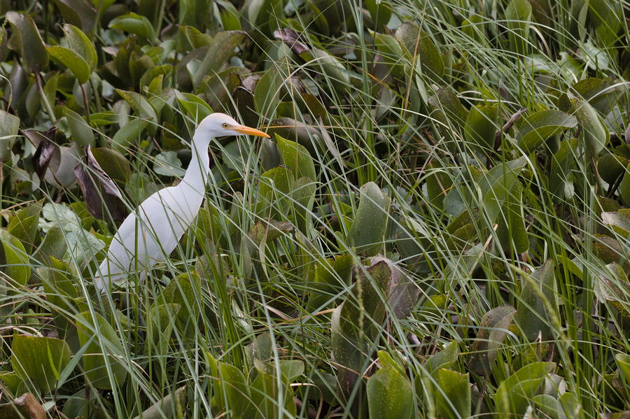 cattle egret