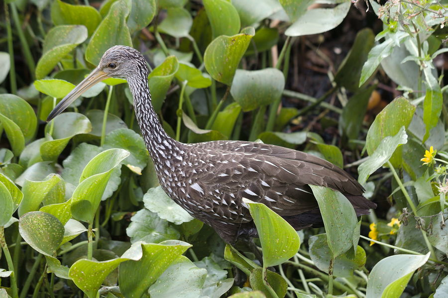 limpkin