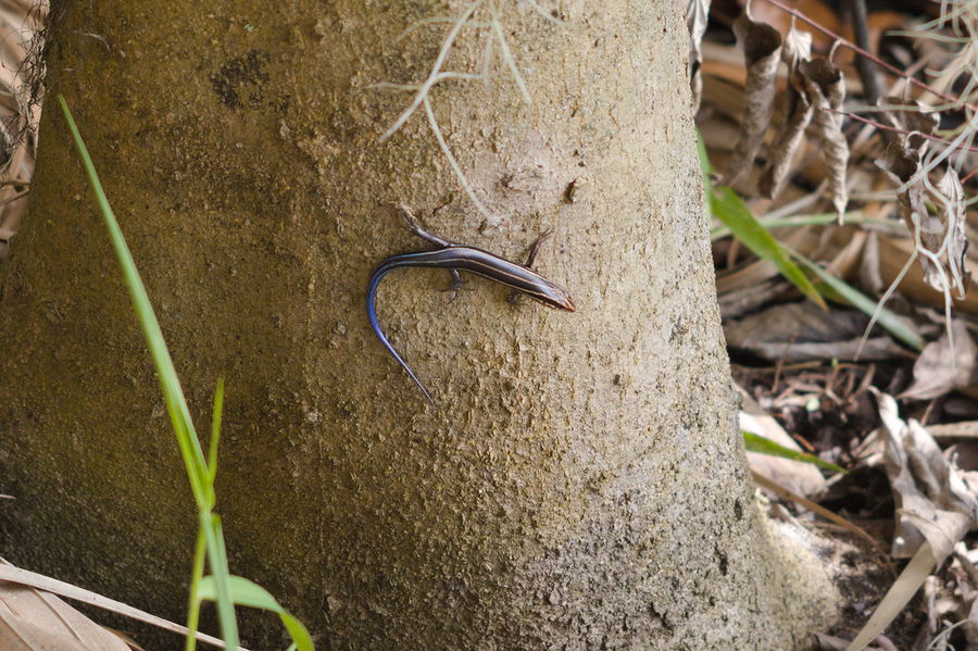 skink