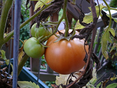 Ripening in dying foliage
