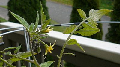 flowering still