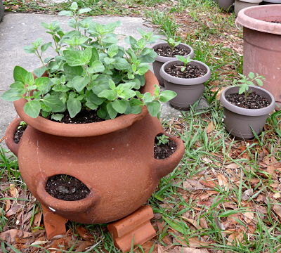 herb pot
