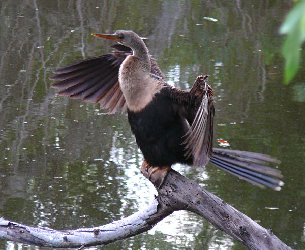 anhinga