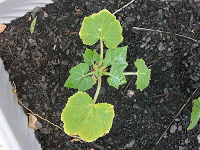 yellow squash
