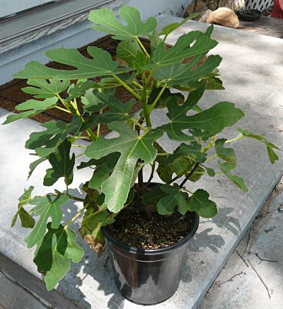 brown turkey fig